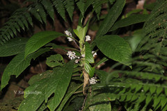 Neurocalyx calycinus